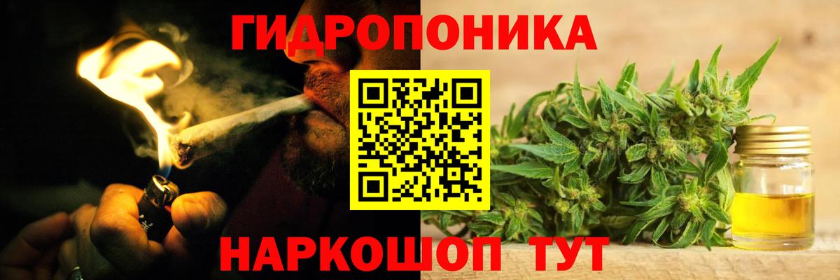 Каннабис индика Губаха